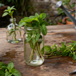 how to propagate mint